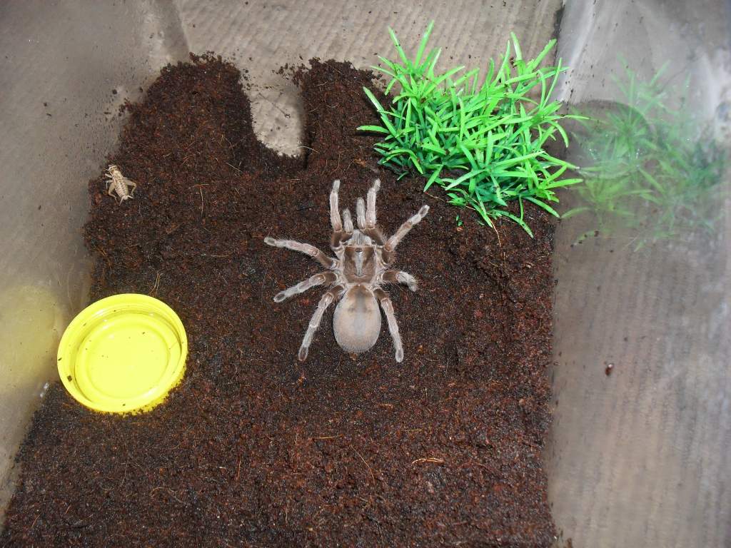 Australian Tarantula, Selenocosmia sp