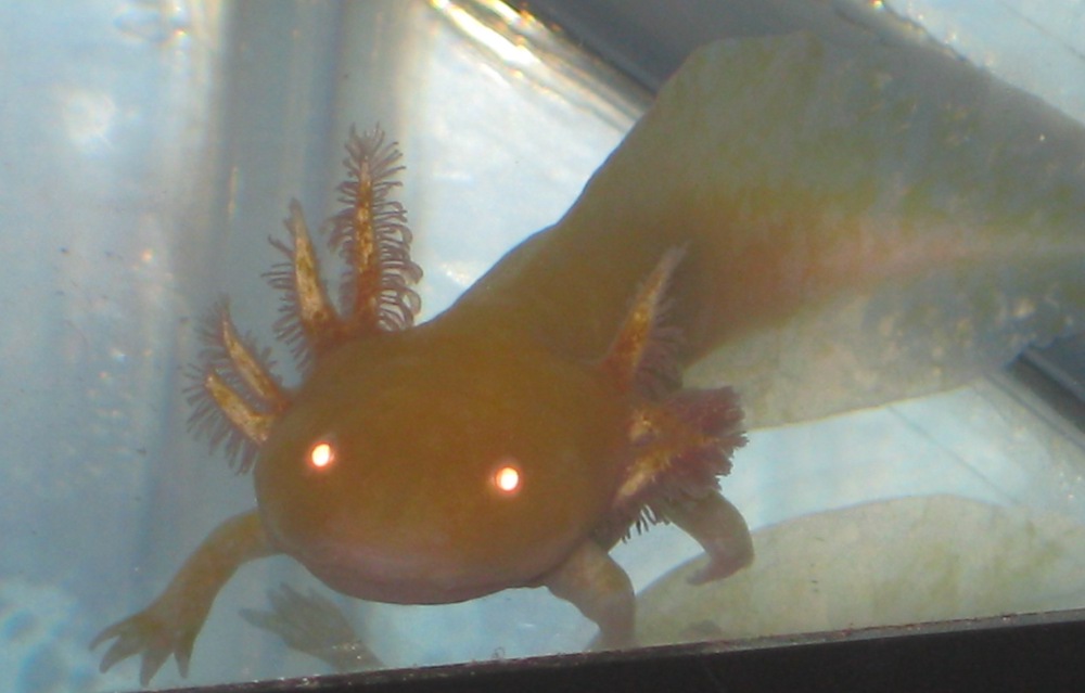aww her cute little wierd gills :D