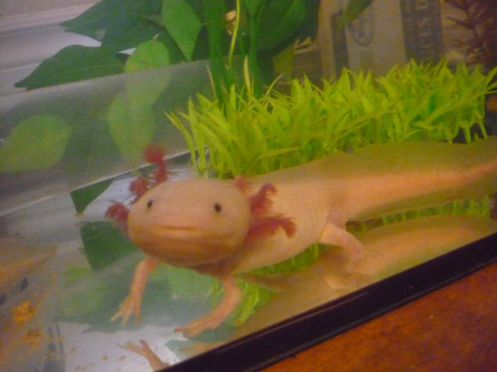 awww, dat face! Hamlet looking too cute.