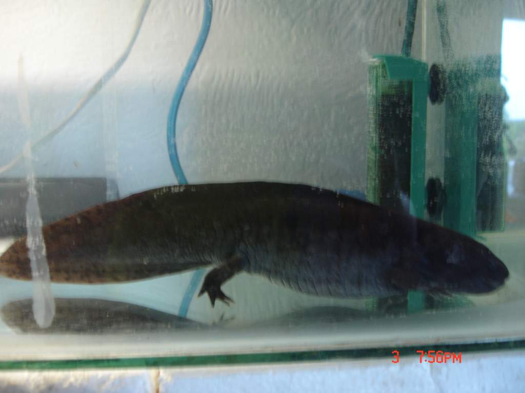 axalotls (3)