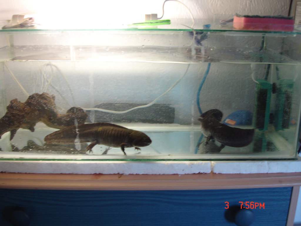 axalotls (5)