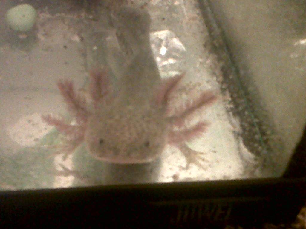 axel%20+%20his%20beutiful%20gills
