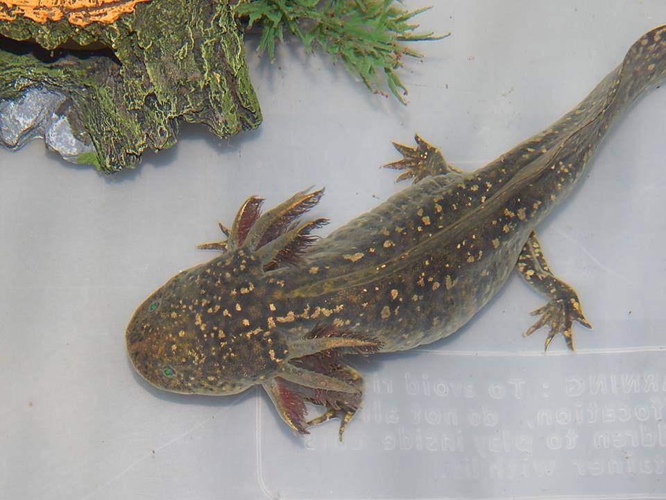 axel GFP wildtype