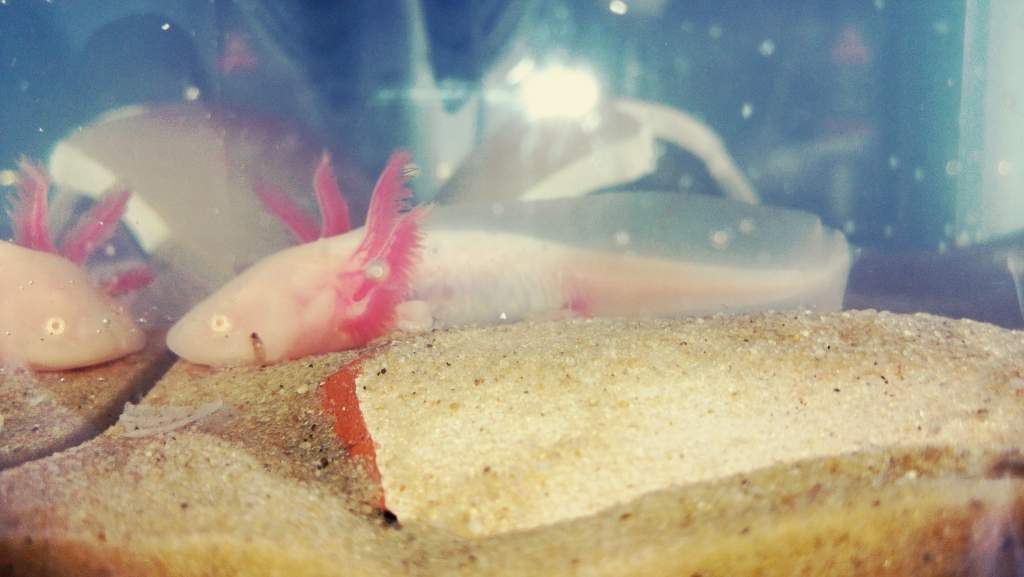 Axel when he first settled into his new tank.