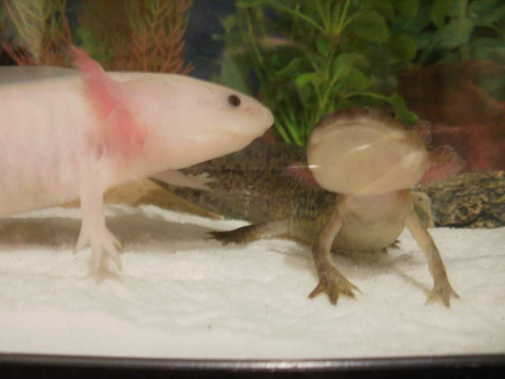 Axie and Axel