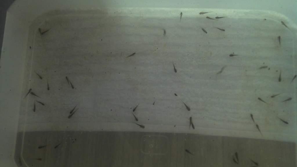 axie babies 3rd Jun 2012