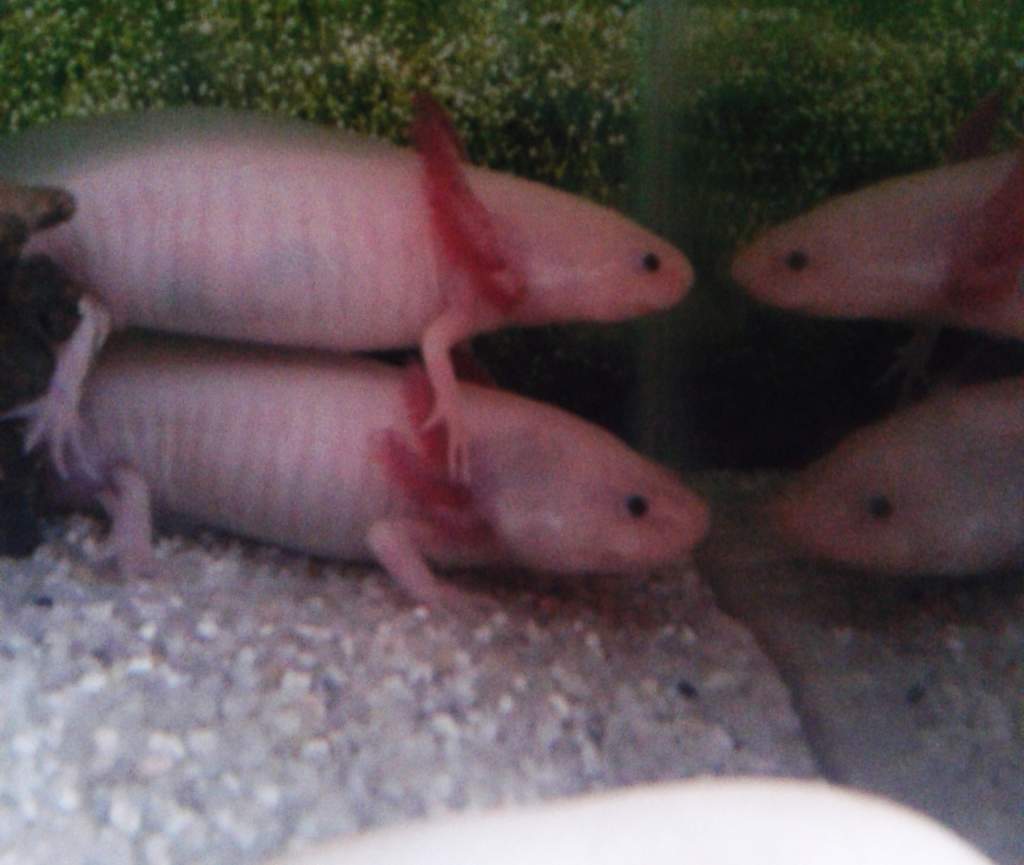 Axie Jenga.