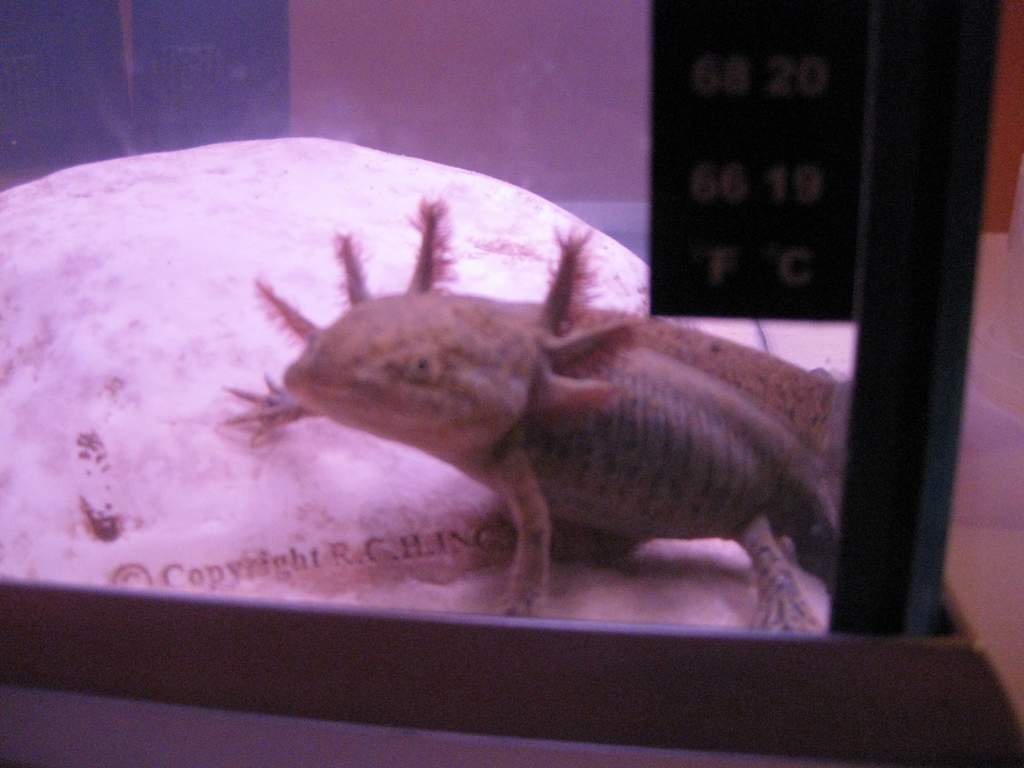 axie just chilling