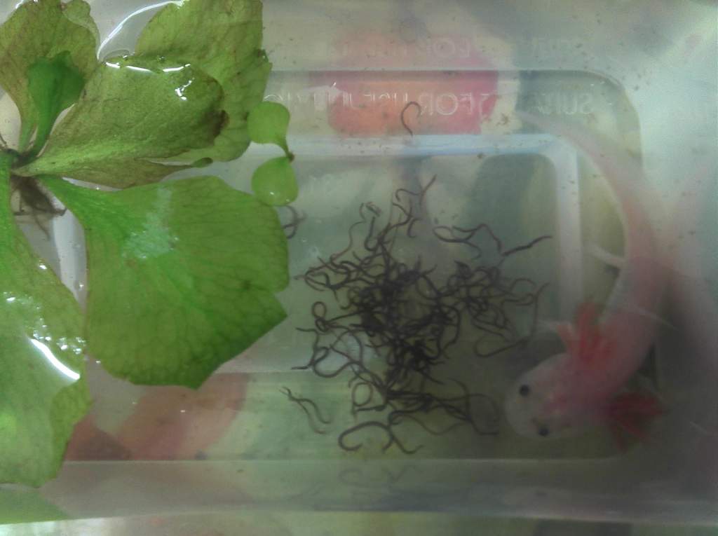 axie juvenille Little Miss Murphy sept 16th 2012.  This is one of the juvies from our first batch of eggs at dinner time.