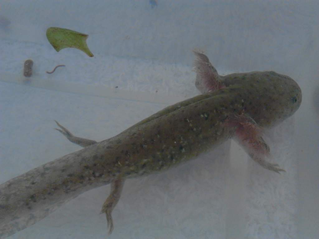 axie juvie wild type oct 12