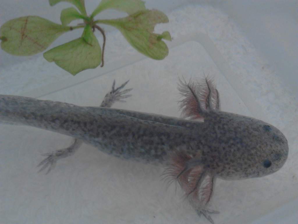 axie juvie wildtype black tones
