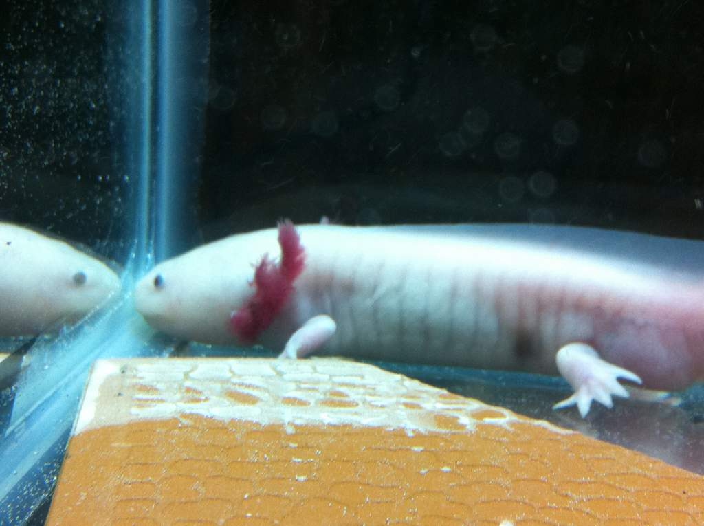 Axie :P not the best pic but u get the idea