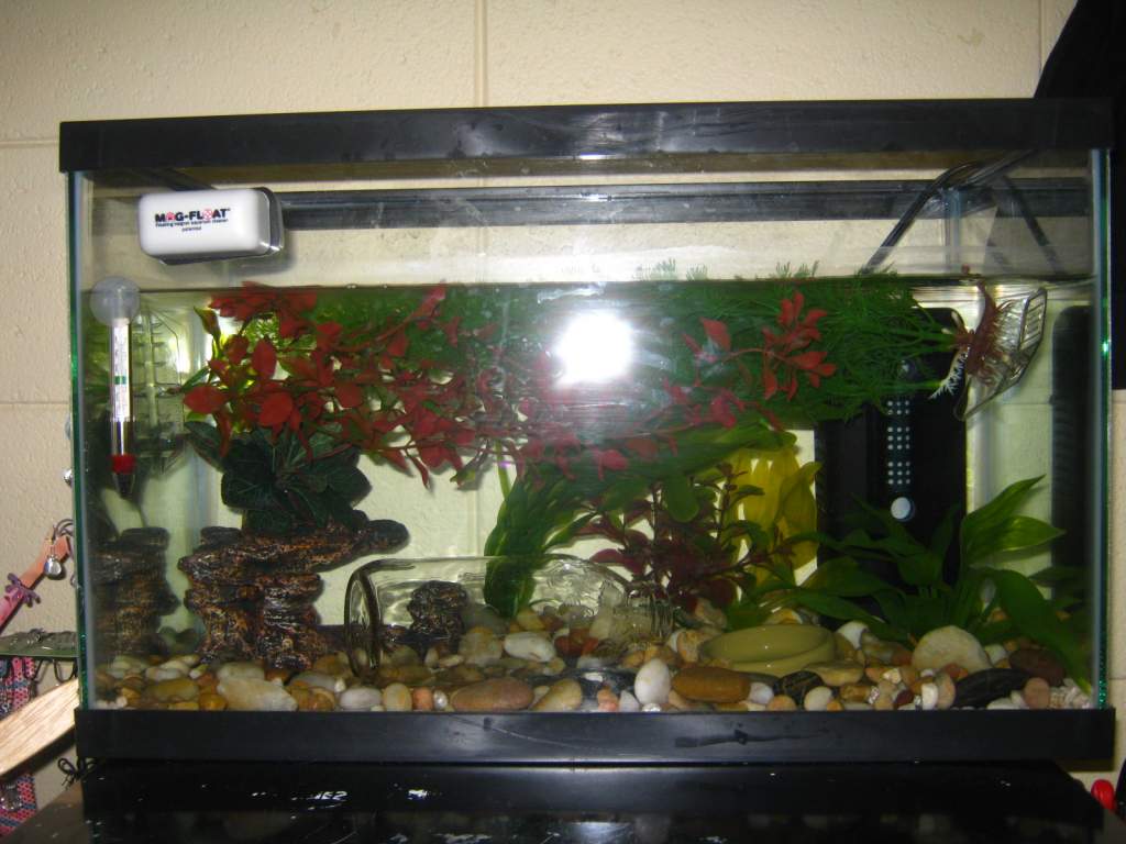 Axie Tank 001

Just the start. It looks pretty crowded in this picture, but there's actually a ton of space for them to move around.