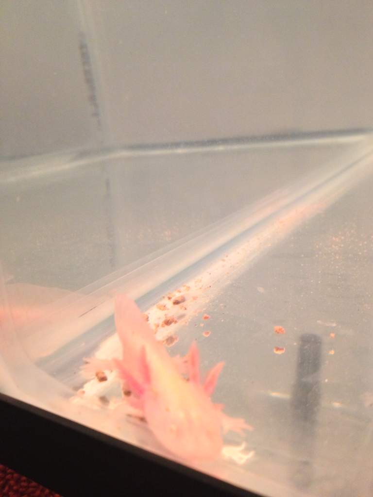 axie2