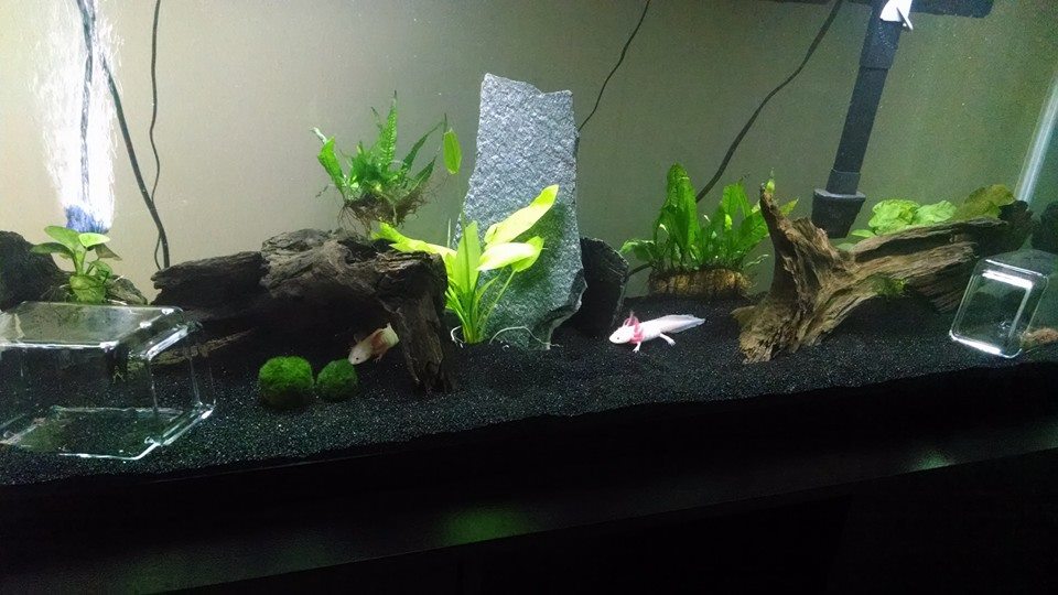 axie2