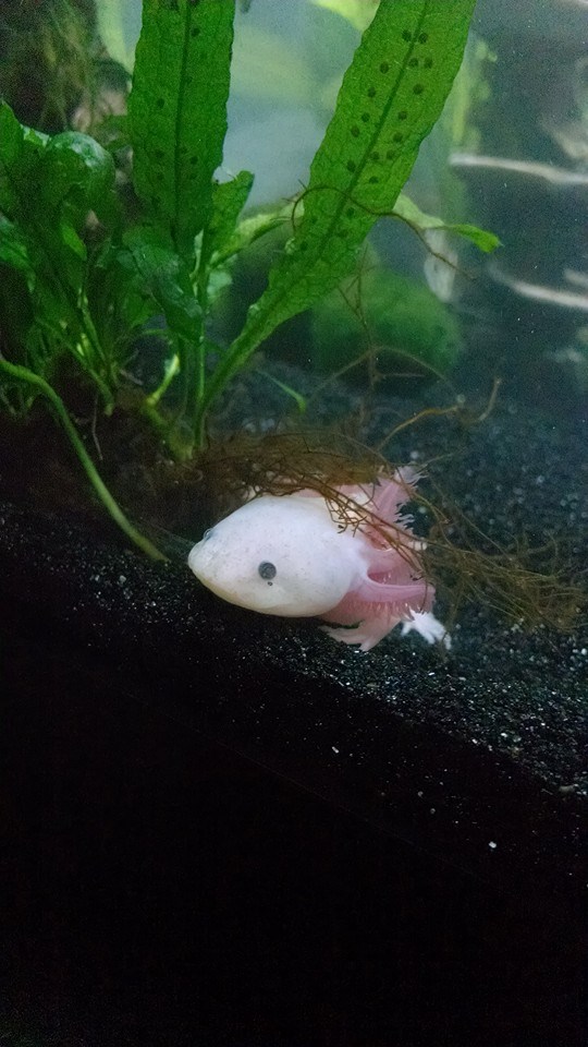 axie3