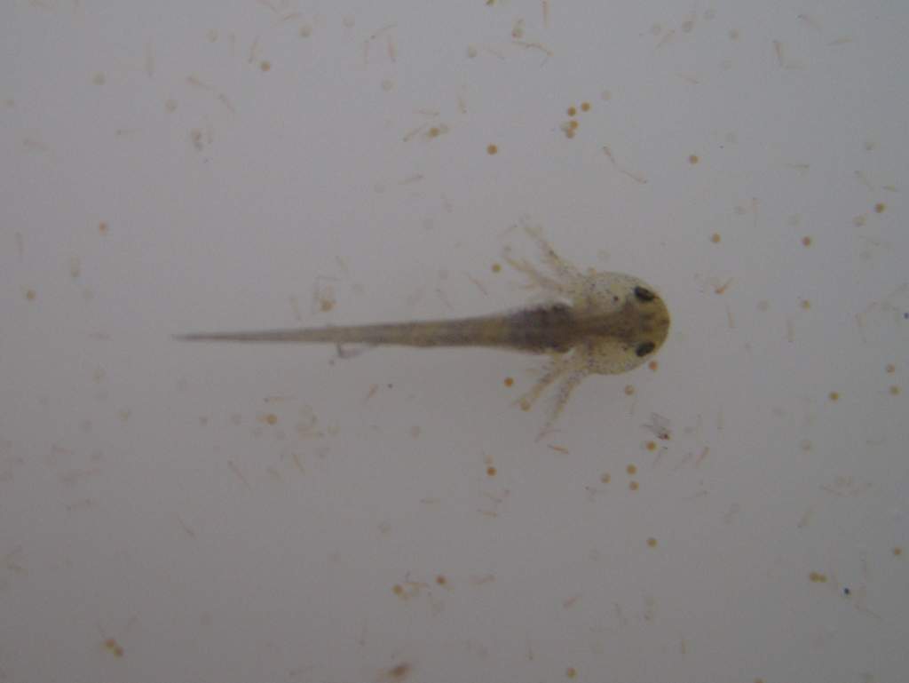 Axie4