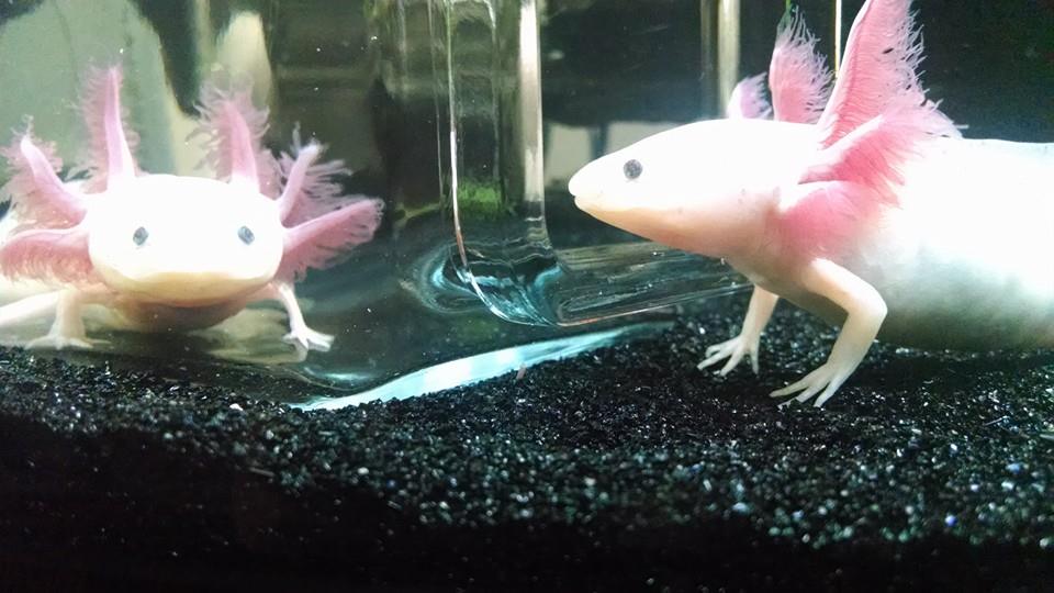 axie4