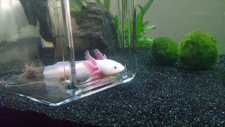 axie5