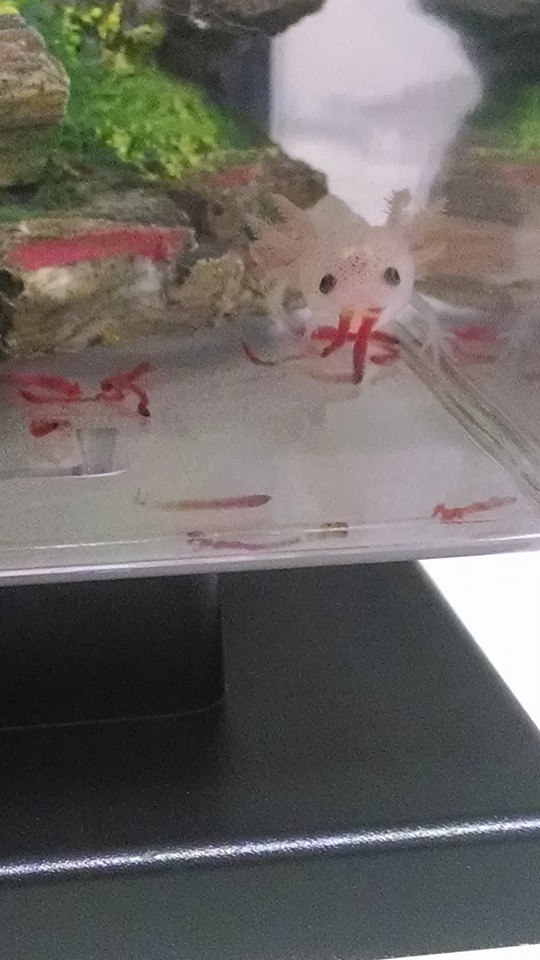 axie8
