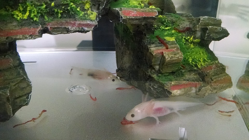axie9