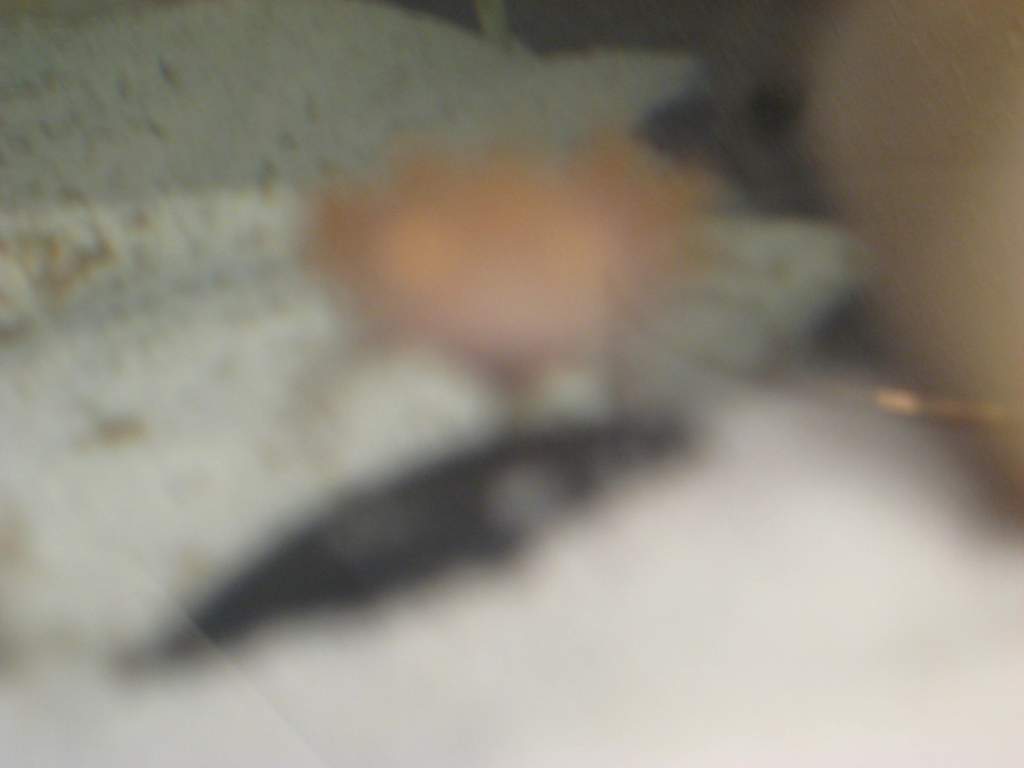 Axies 001