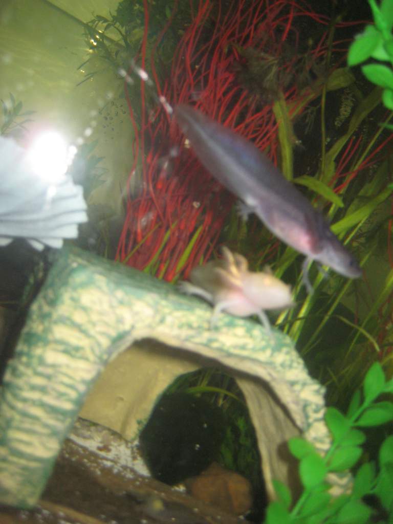 Axies 001