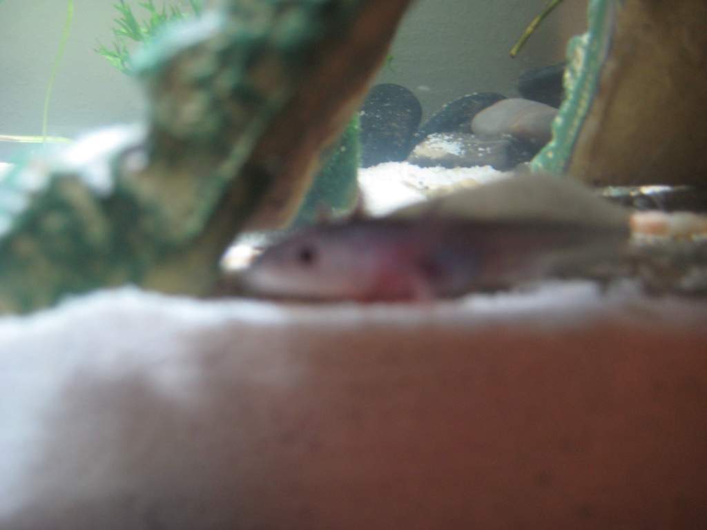 axies 007