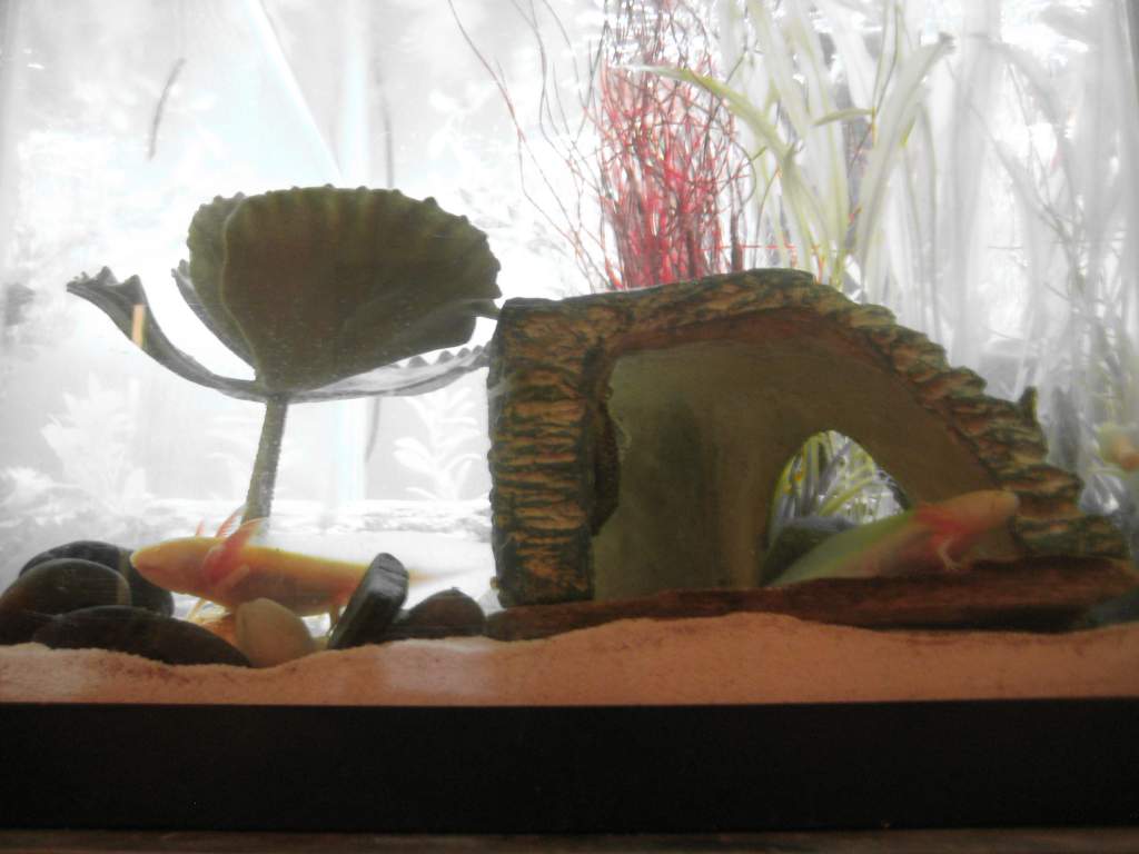 Axies 013