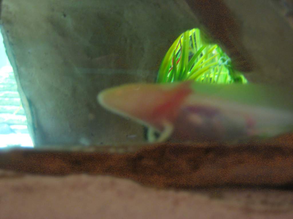 Axies 015