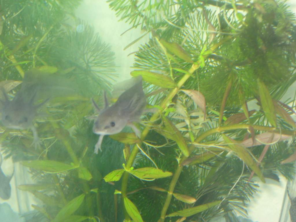 axies 019