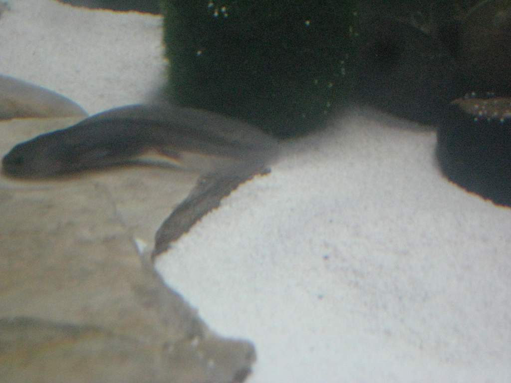 Axies 019