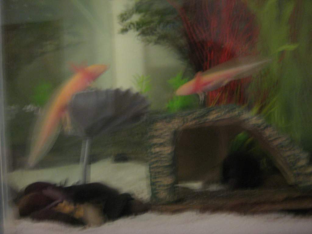 Axies 022