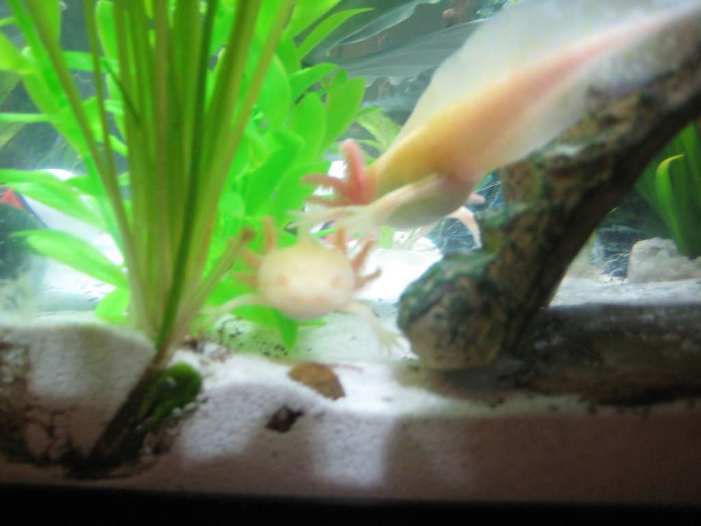 Axies 031