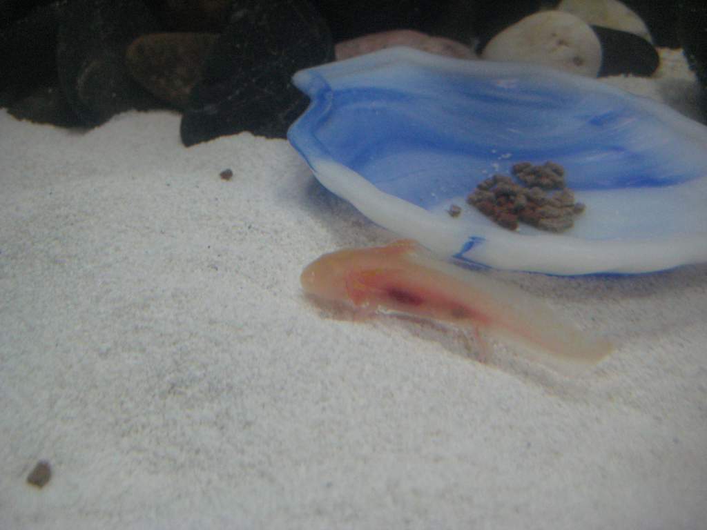 axies 034