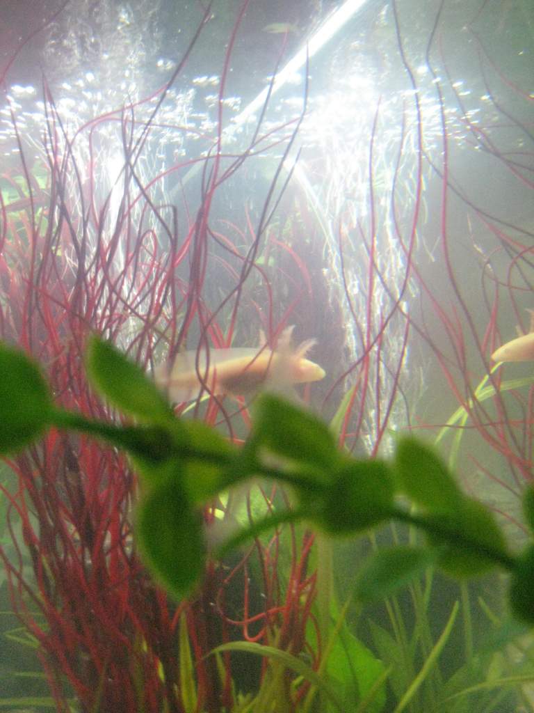 Axies 043