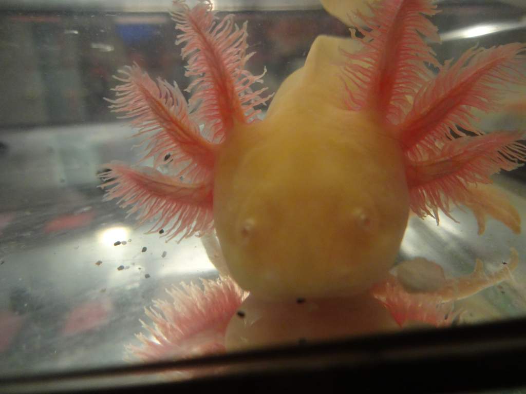 Axies 056