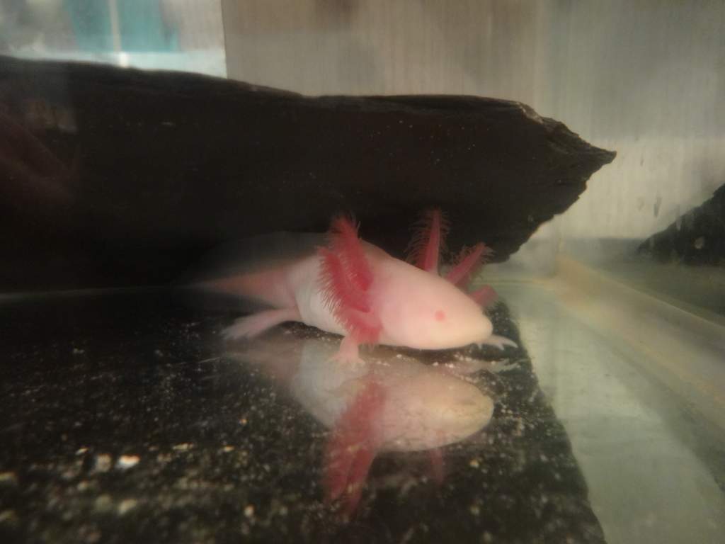 Axies 090
