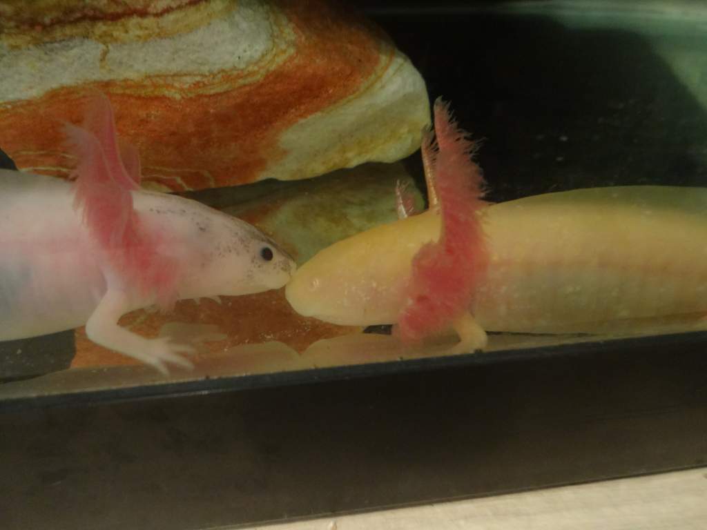 Axies 150