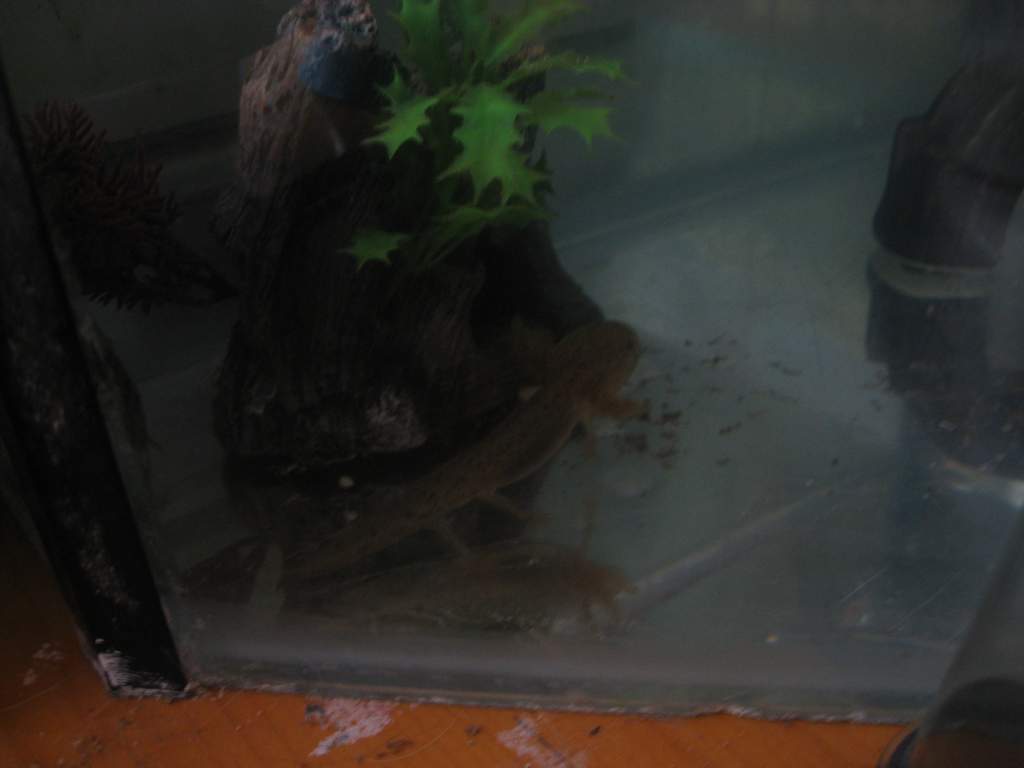 axies 2 015
