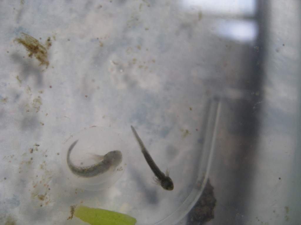 axies 2 025