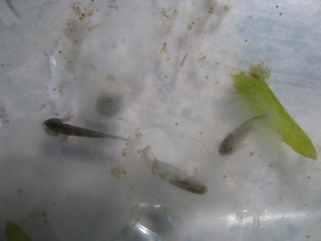 axies 2 026