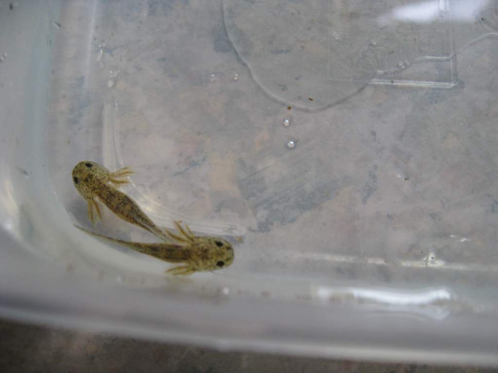 axies 2 046