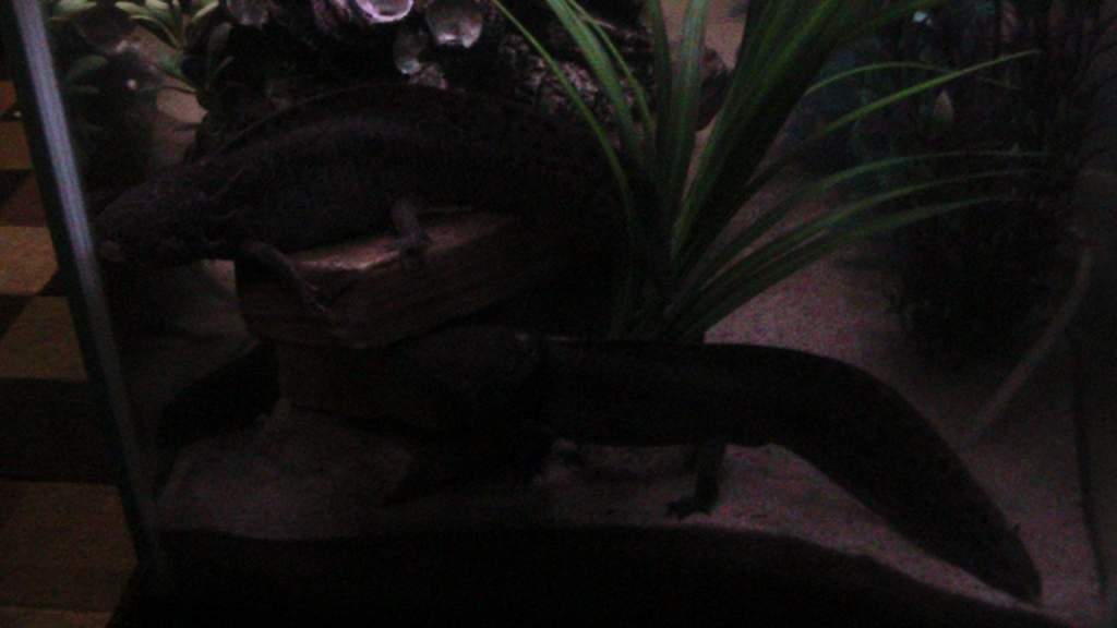 axies 4 003
freckles up top, toothless below