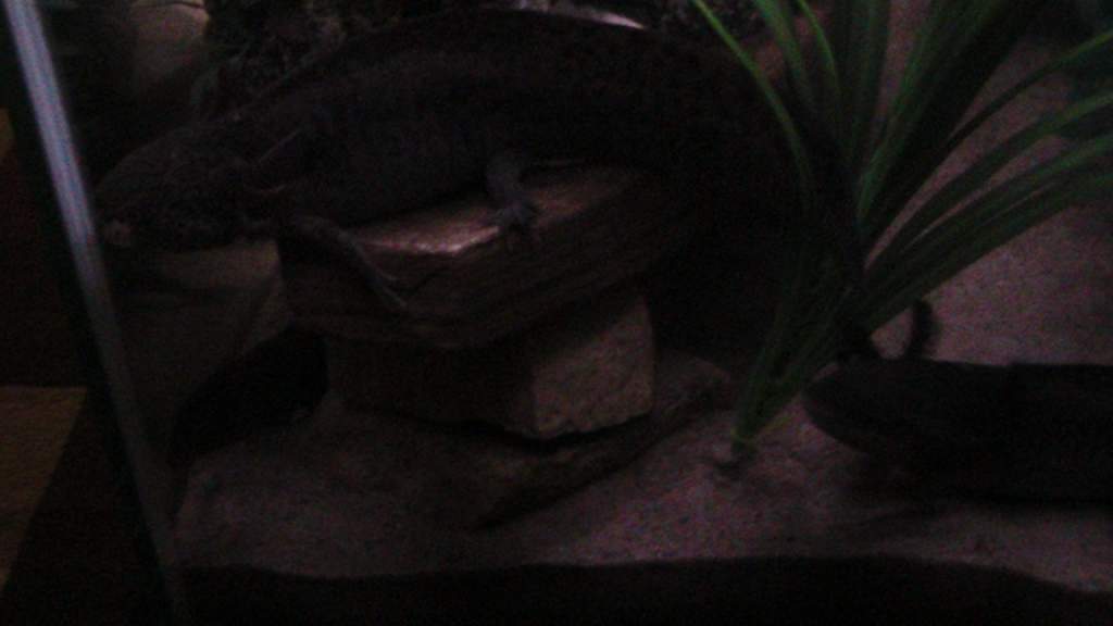axies 4 004
freckles up top and toothless down below