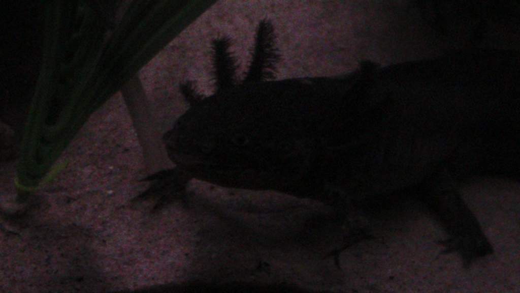 axies 4 005
toothless