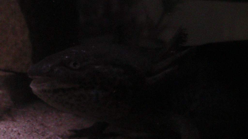 axies 4 009
toothless