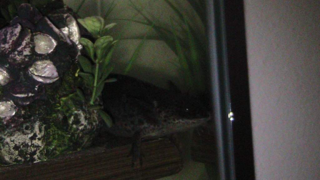 axies 4 010
freckles