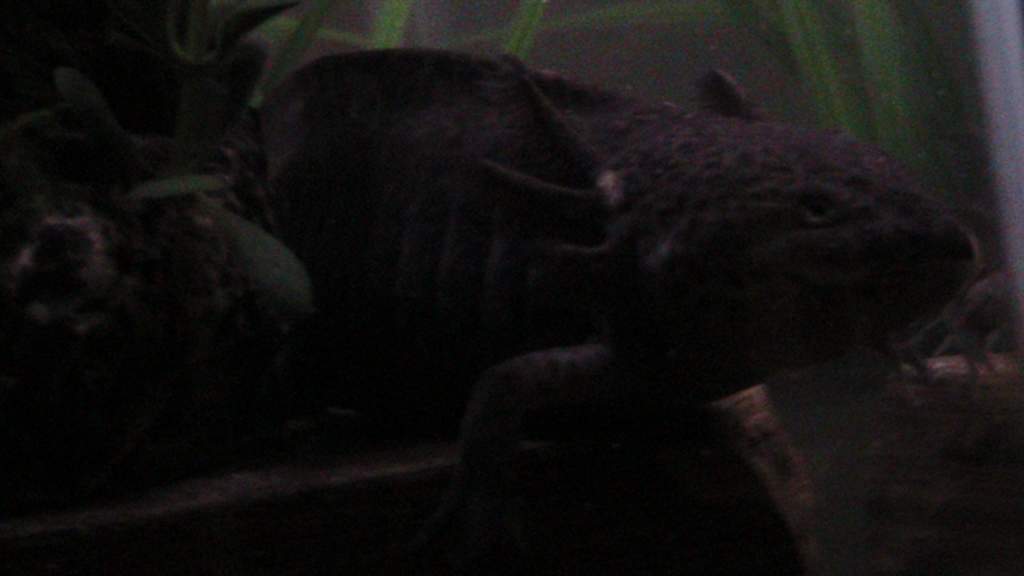axies 4 012
freckles