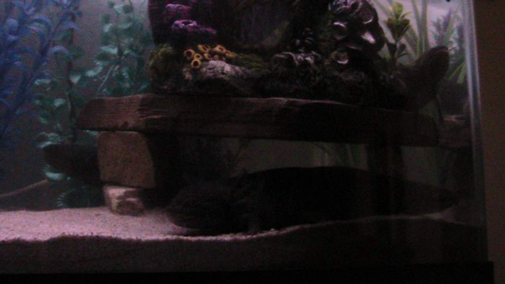 axies 4 015
freckles above, mym below
